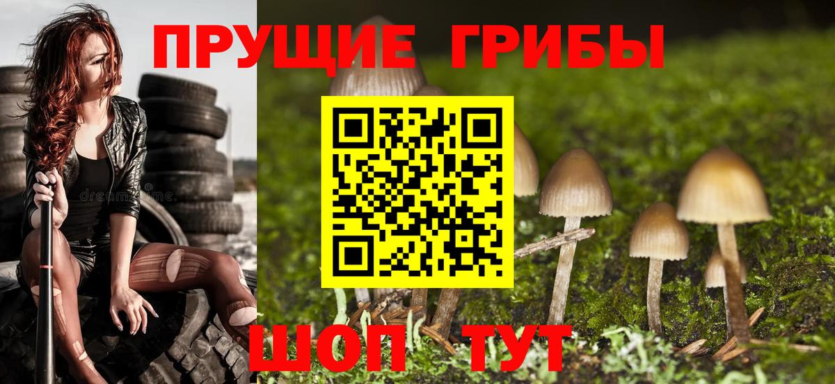 Апшеронск  Псилоцибиновые грибы Cubensis  Вход с VPN 
